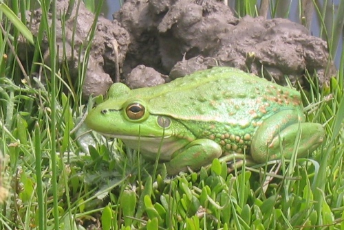 growling-grass-frog